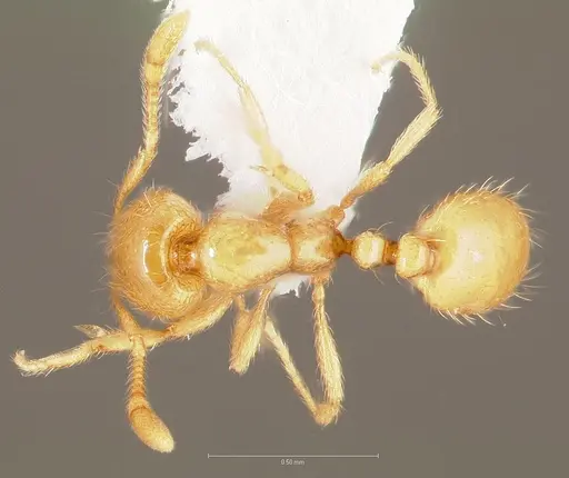 Solenopsis molesta - CASENT0005809