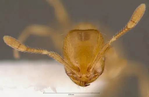 Solenopsis molesta - CASENT0005809