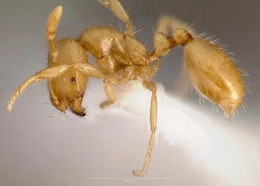 Solenopsis molesta - CASENT0005809