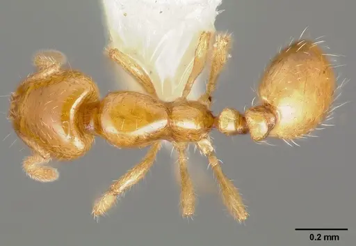 Solenopsis molesta - CASENT0005936