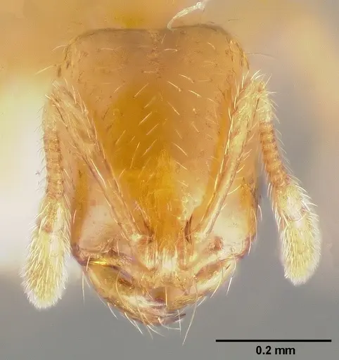 Solenopsis molesta - CASENT0005936