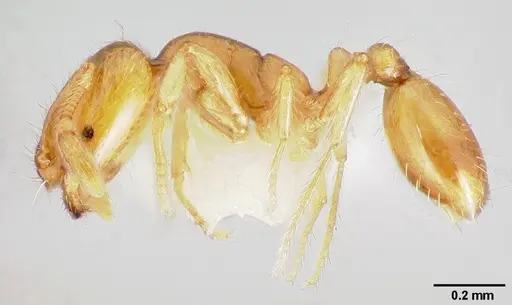 Solenopsis molesta - CASENT0005936