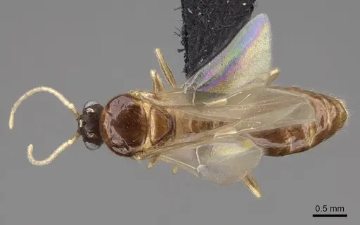 Solenopsis molesta - CASENT0007774