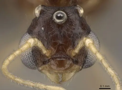 Solenopsis molesta - CASENT0007774