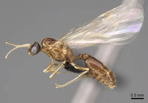 Solenopsis molesta - CASENT0007774