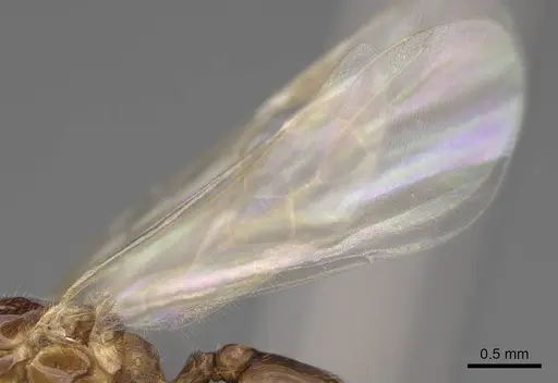 Solenopsis molesta - CASENT0007774