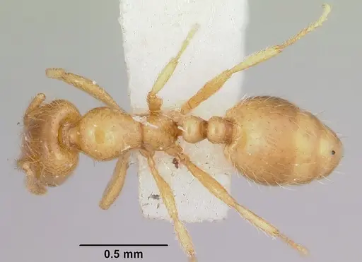 Solenopsis molesta - CASENT0103156