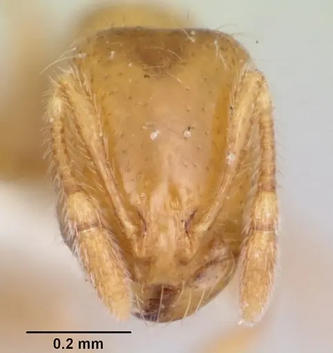 Solenopsis molesta - CASENT0103156