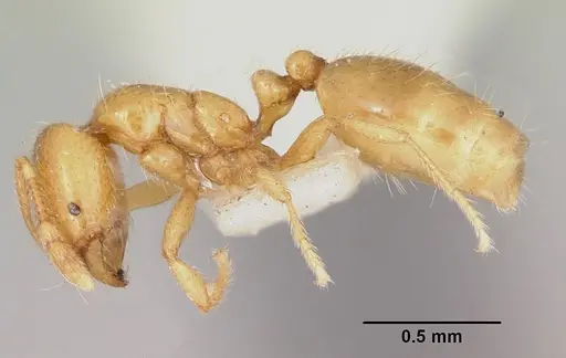 Solenopsis molesta - CASENT0103156
