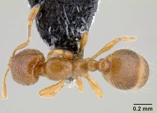 Solenopsis molesta - CASENT0106027