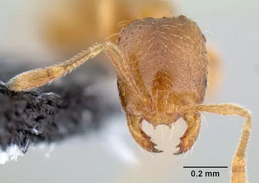 Solenopsis molesta - CASENT0106027