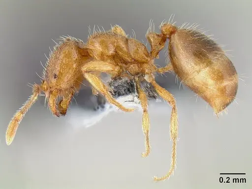 Solenopsis molesta - CASENT0106027