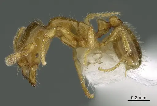 Solenopsis molesta - CASENT0349017