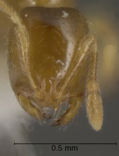 Solenopsis molesta - CASENT0636197