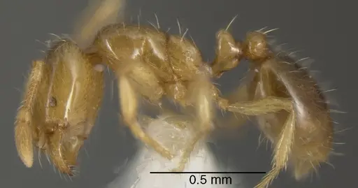 Solenopsis molesta - CASENT0636197