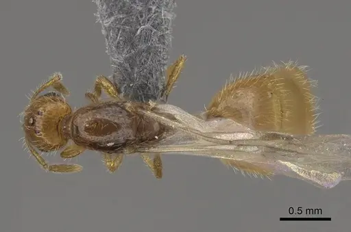 Solenopsis molesta - CASENT0724864