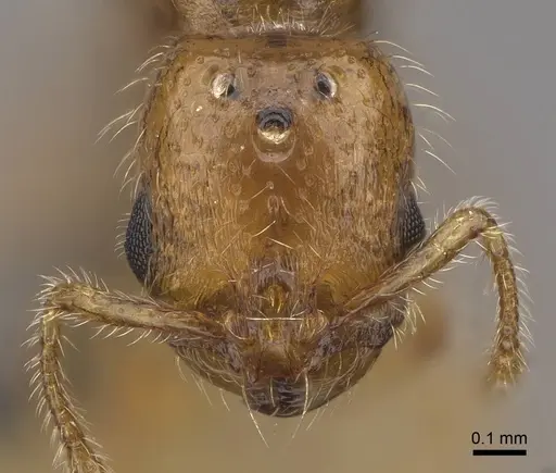 Solenopsis molesta - CASENT0724864