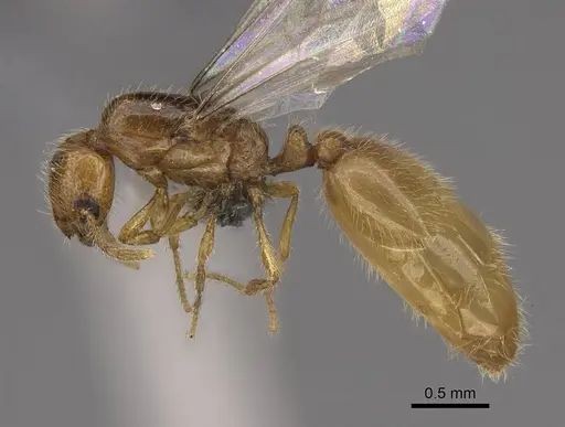 Solenopsis molesta - CASENT0724864