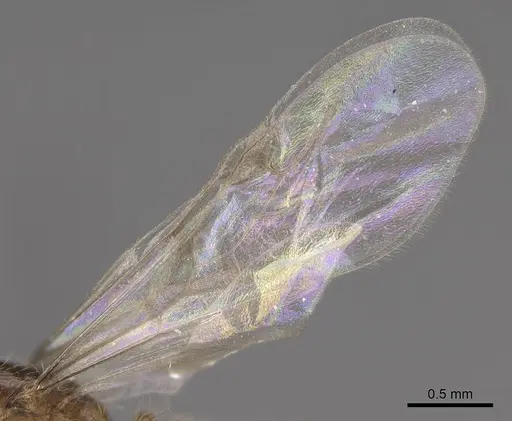 Solenopsis molesta - CASENT0724864