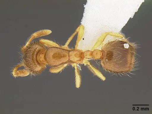 Solenopsis molesta - CASENT0732624