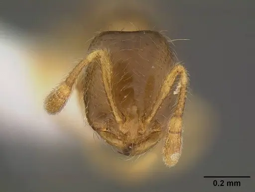Solenopsis molesta - CASENT0732624