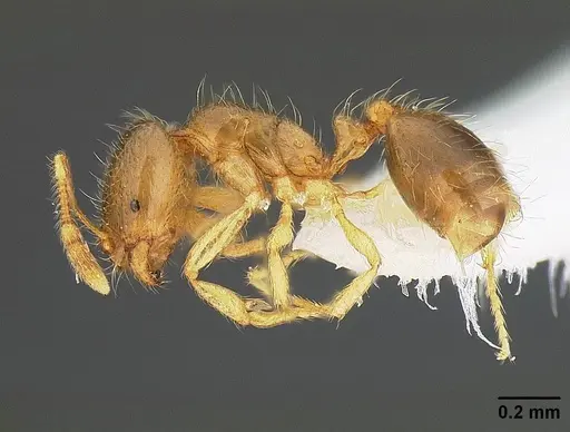 Solenopsis molesta - CASENT0732624