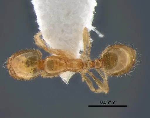 Solenopsis molesta - CASENT0882124