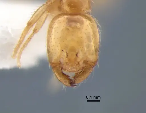Solenopsis molesta - CASENT0882124