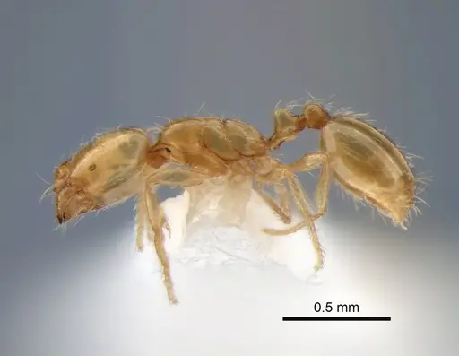 Solenopsis molesta - CASENT0882124
