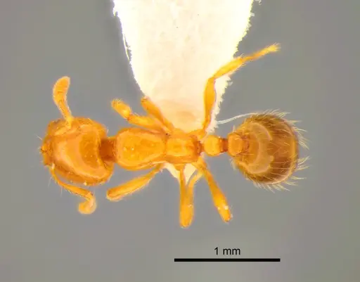 Solenopsis molesta - CASENT0882252