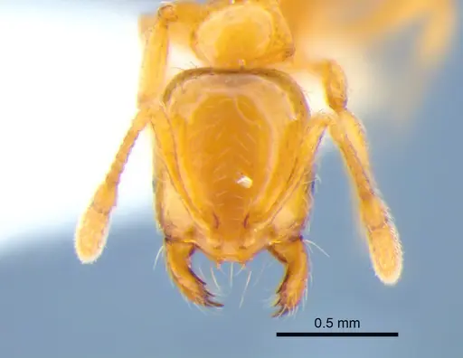 Solenopsis molesta - CASENT0882252