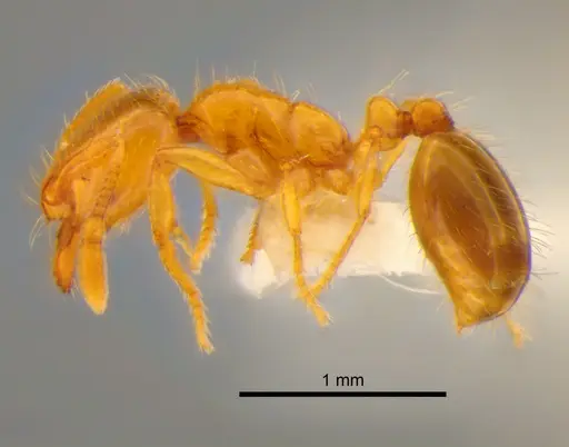 Solenopsis molesta - CASENT0882252