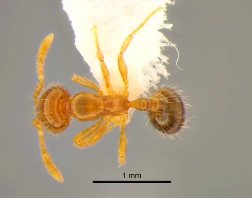 Solenopsis molesta - CASENT0882253