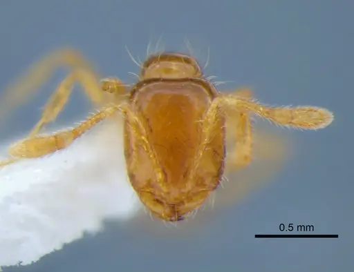 Solenopsis molesta - CASENT0882253
