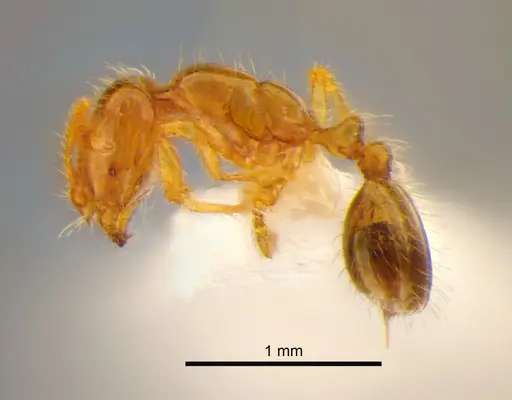 Solenopsis molesta - CASENT0882253