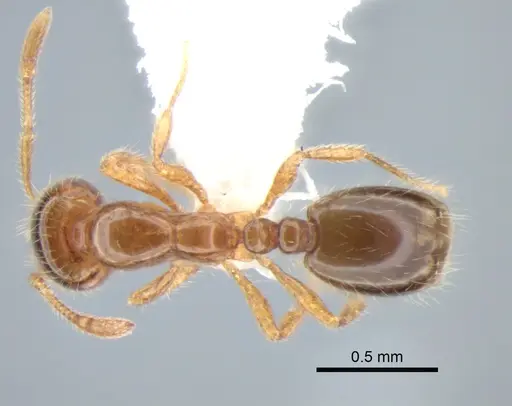 Solenopsis molesta - CASENT0882259