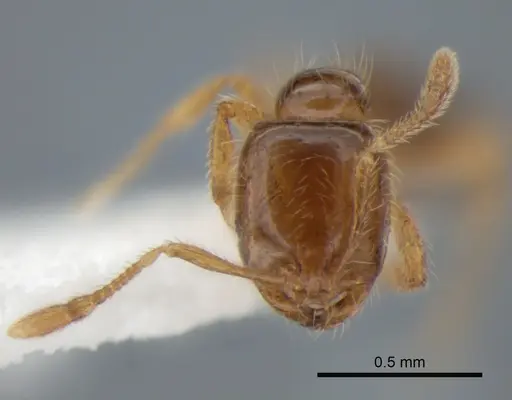 Solenopsis molesta - CASENT0882259