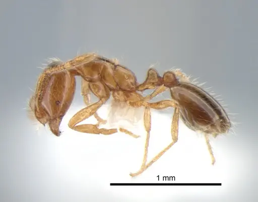 Solenopsis molesta - CASENT0882259