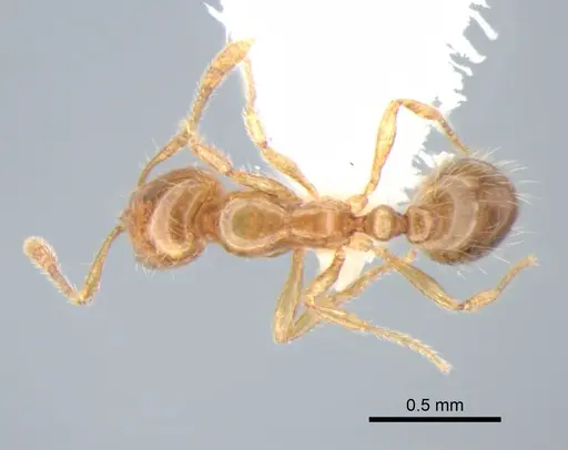 Solenopsis molesta - CASENT0882260