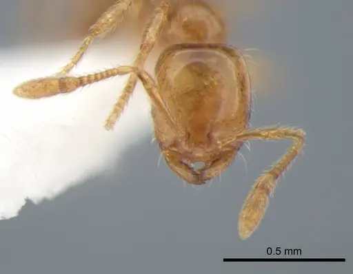 Solenopsis molesta - CASENT0882260