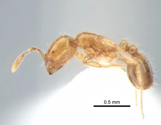 Solenopsis molesta - CASENT0882260
