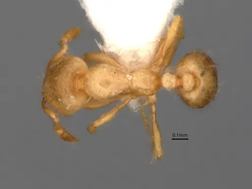 Solenopsis molesta - CASENT0882266