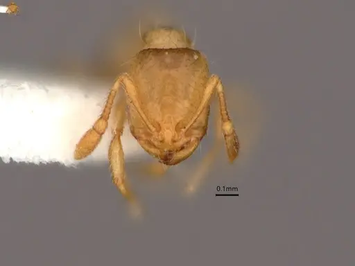 Solenopsis molesta - CASENT0882266
