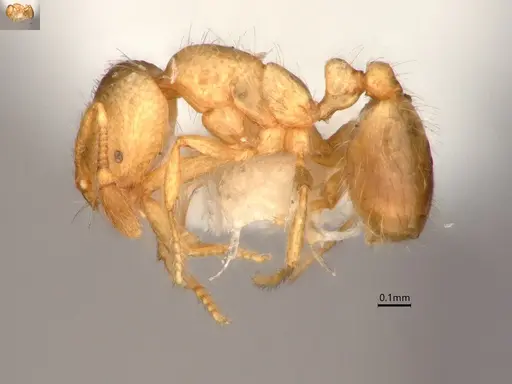 Solenopsis molesta - CASENT0882266