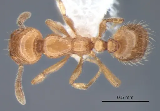 Solenopsis molesta - CASENT0882278