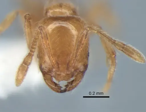 Solenopsis molesta - CASENT0882278