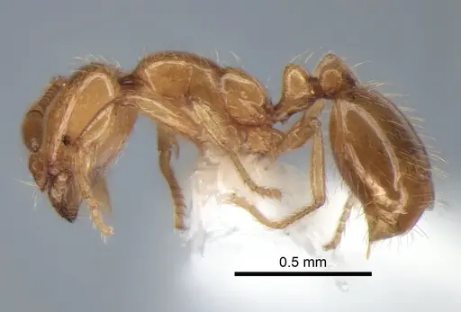 Solenopsis molesta - CASENT0882278