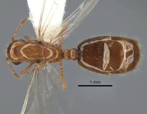 Solenopsis molesta - CASENT0882299