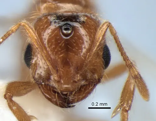 Solenopsis molesta - CASENT0882299