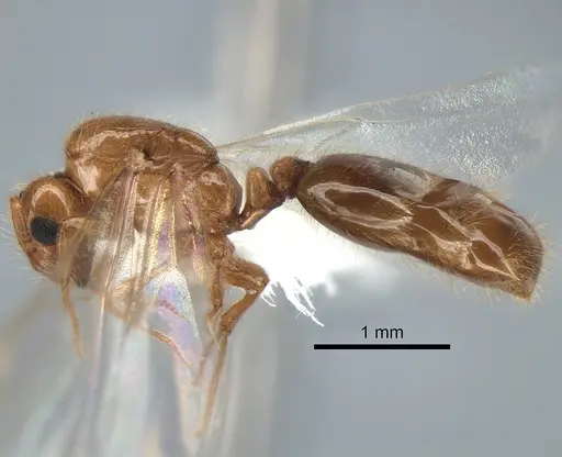 Solenopsis molesta - CASENT0882299